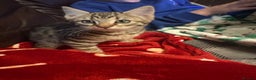 Bengal cats for sale: Beautiful bengal female ready now  - Advert 6