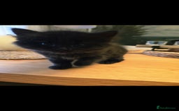 Mixed Breed cats for sale: Mixed black female kittens  - Image 10