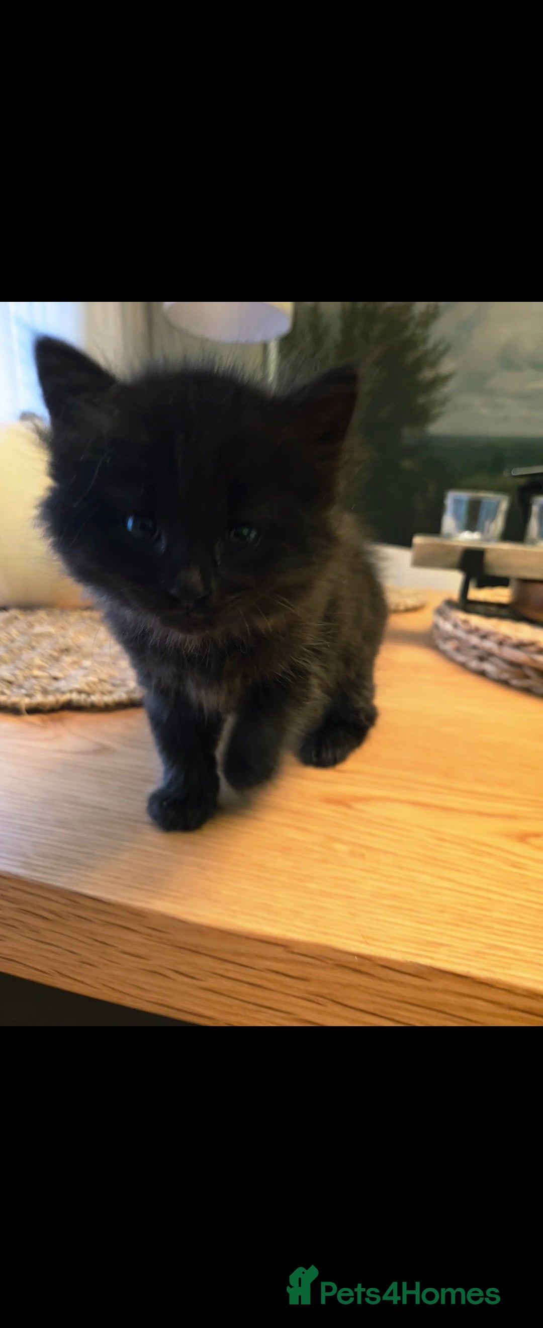 Mixed Breed cats for sale: Mixed black female kittens  - Image 10