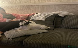 Jack Russell dogs for sale: Bonnie - Advert 9