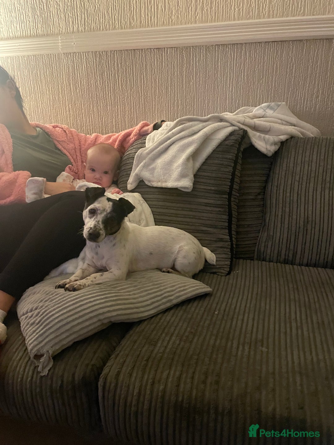 Jack Russell dogs for sale: Bonnie - Advert 9