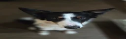 Border Collie dogs for sale: Stunning and Sweet Border Collie Girl - Advert 4