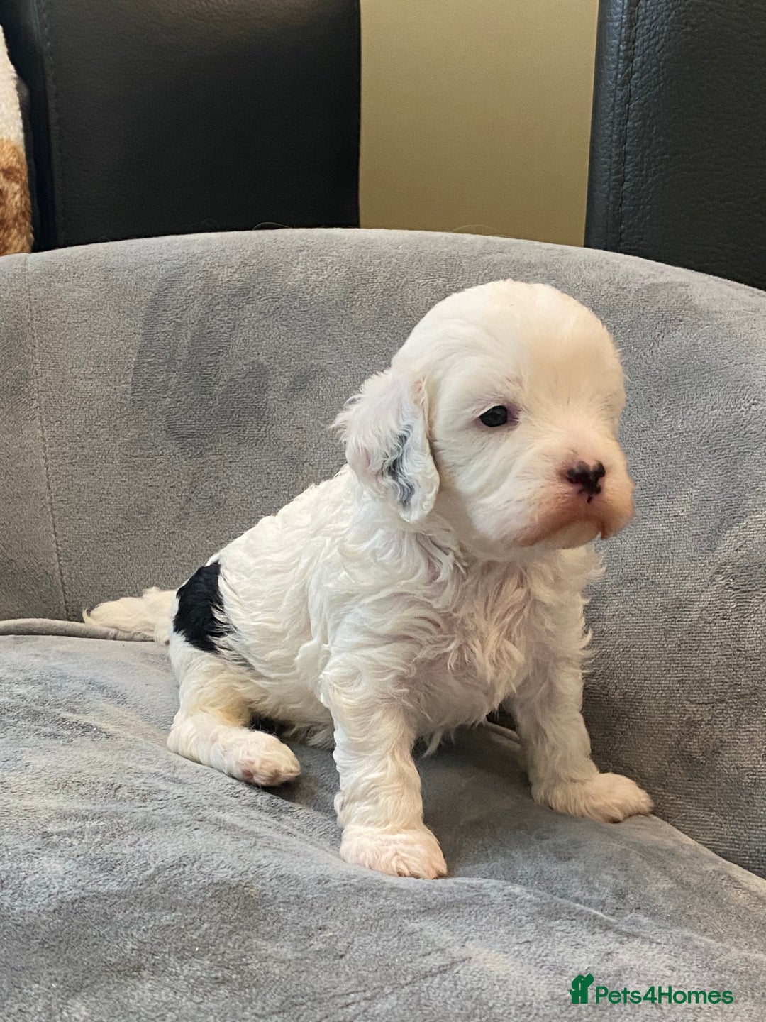 Cavapoo dogs for sale: Super cute, health tested, friendly Cavapoo pups  - Image 10