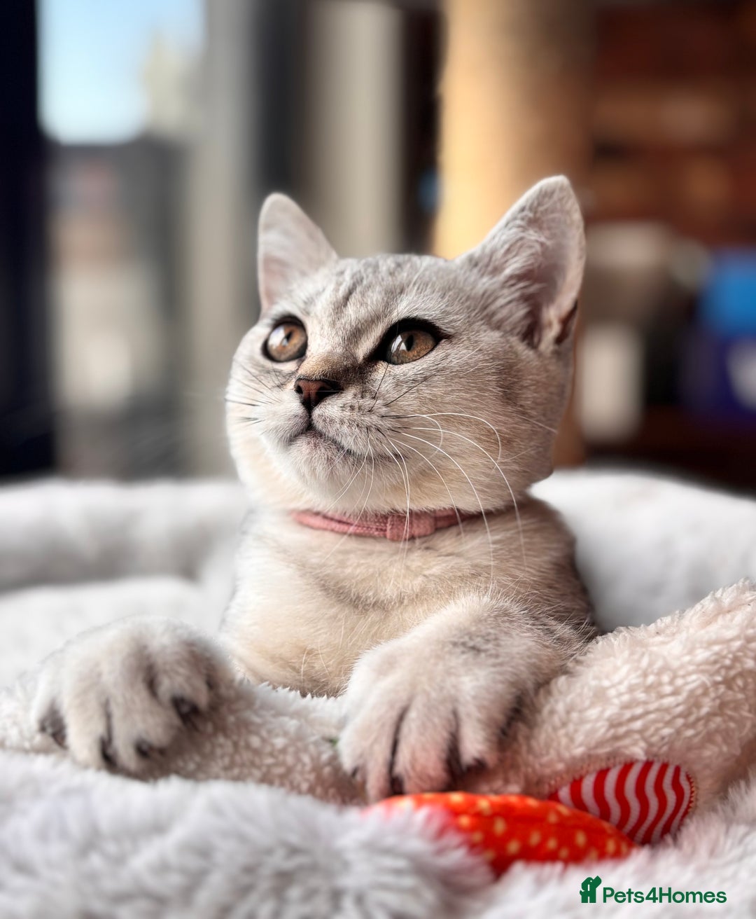 British Shorthair cats for sale: 🐾🌟 Stunningly Rare Silver Tipped (ns12) BSH 🌟🐾 - Image 13