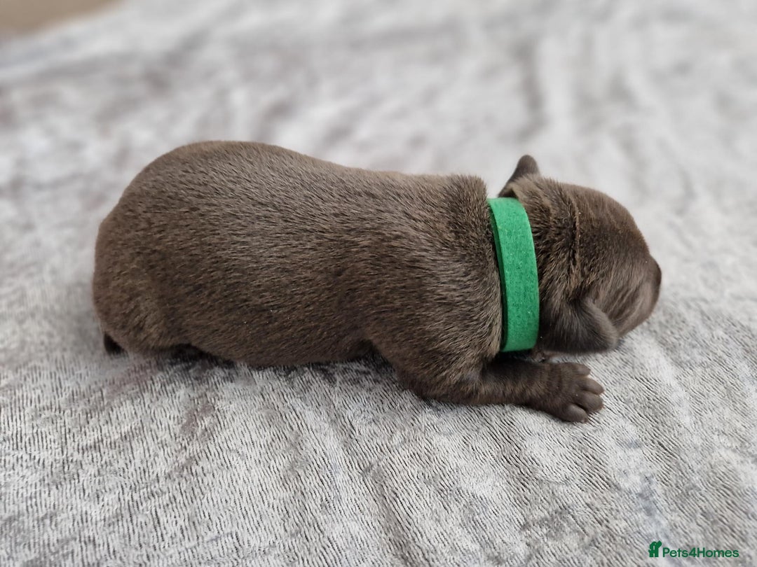 Staffordshire Bull Terrier dogs for sale: 2 Beautiful Male Blue Staffy Puppies - Advert 3