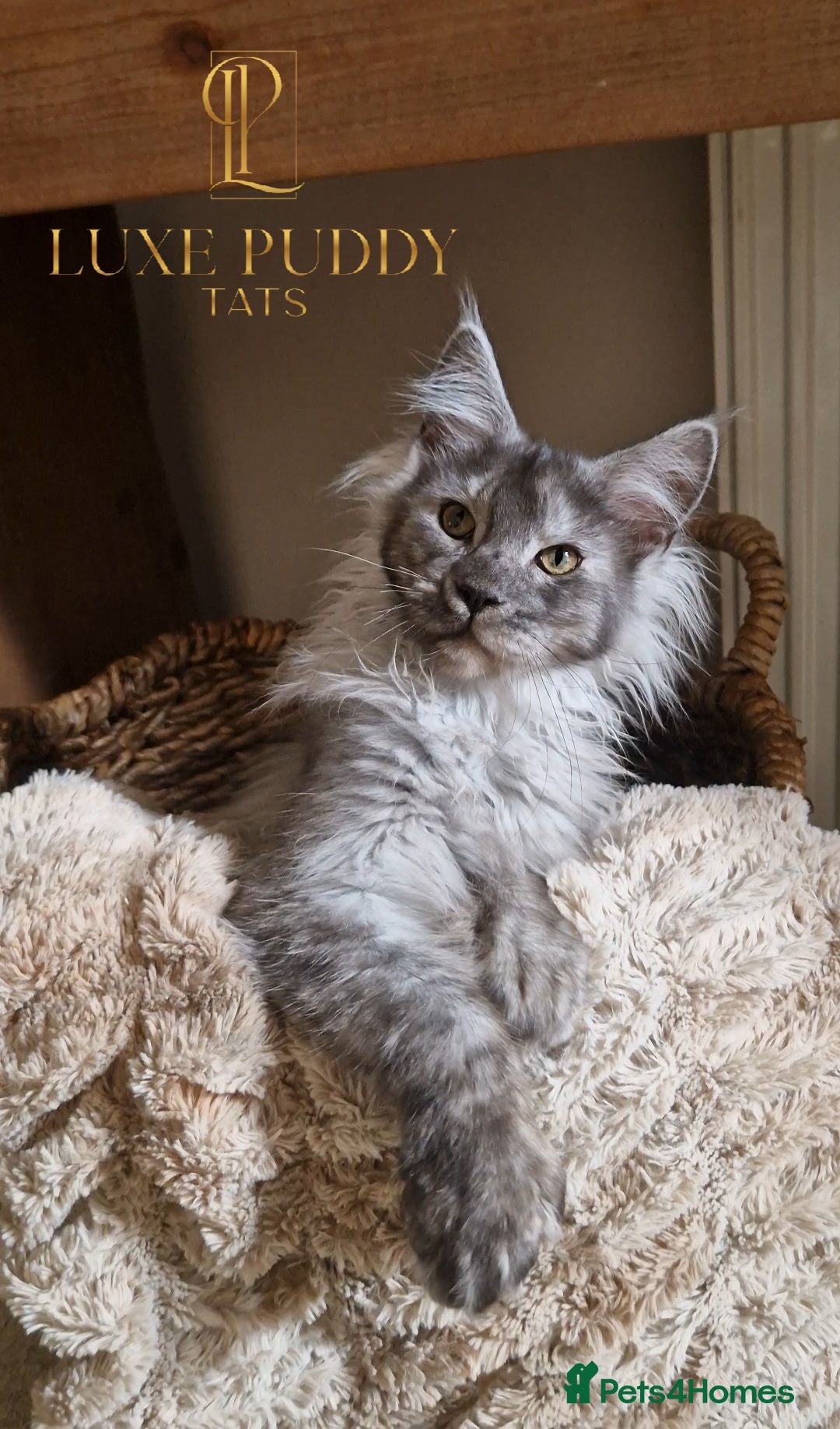 Maine Coon cats Black smoke maine coon (high smoke - Advert 1