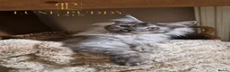 Maine Coon cats for sale: Black smoke maine coon (high smoke - Advert 1