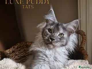 Maine Coon cats Black smoke maine coon (high smoke - Advert 2