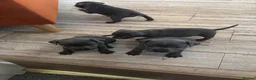Staffordshire Bull Terrier dogs for sale: Blue Staffordshire Bull TErriers  in Swansea - Advert 3