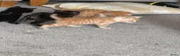 Mixed Breed cats for sale: Kittens for sale - Advert 7