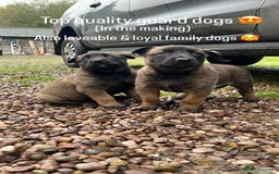 Mixed Breed dogs for sale: Belgian Malinois Puppies  - Image 17