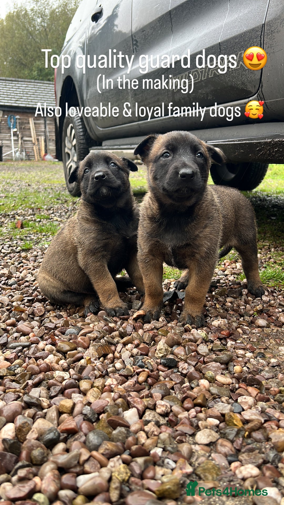 Mixed Breed dogs for sale: Belgian Malinois Puppies  - Image 17