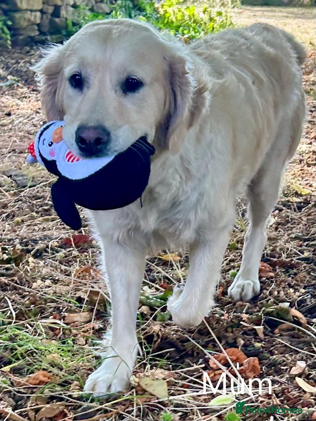 Golden Retriever dogs for sale: Home bred Chunky cream Goldie pups - Image 35