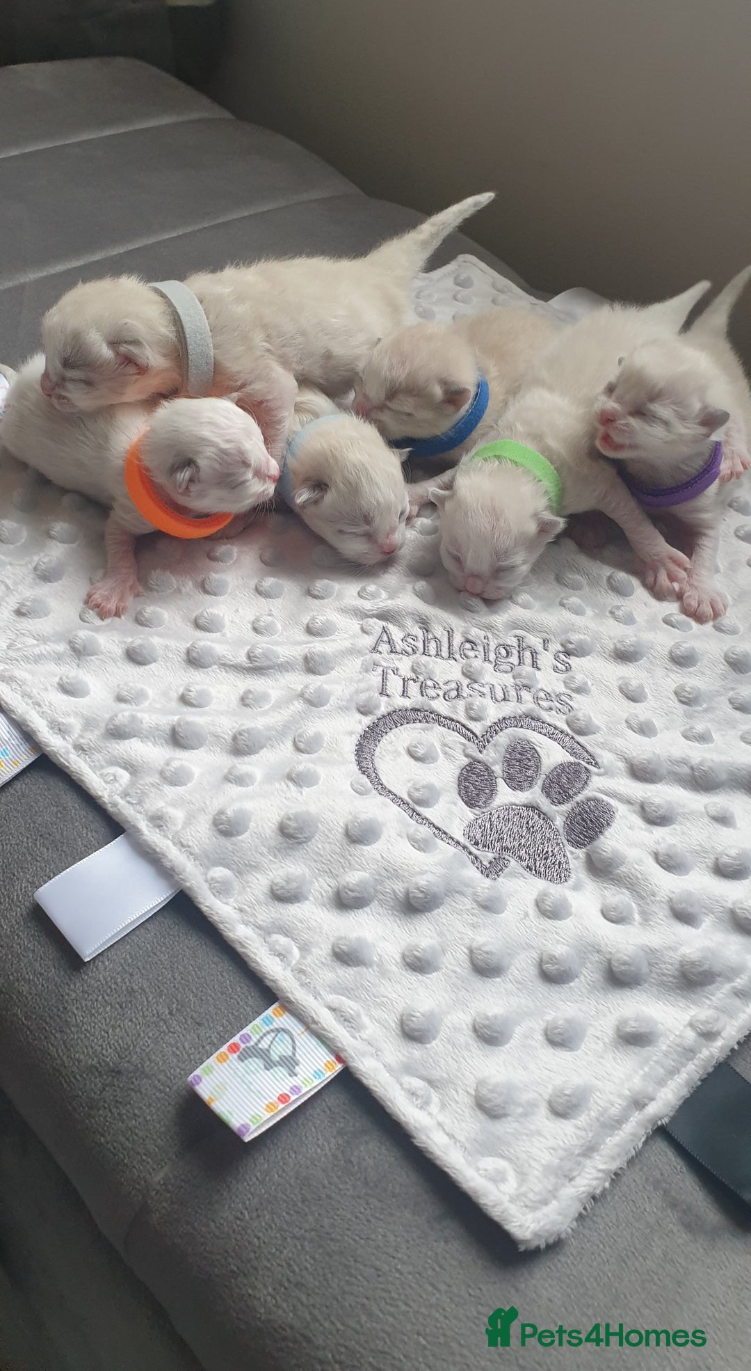 Ragdoll cats for sale: Last beautiful Snowleopard boy available  - Image 5