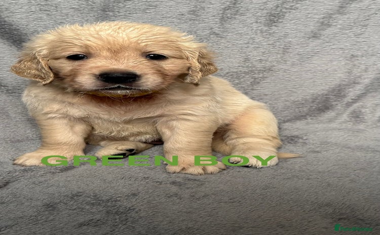 Golden Retriever dogs - Advert 11