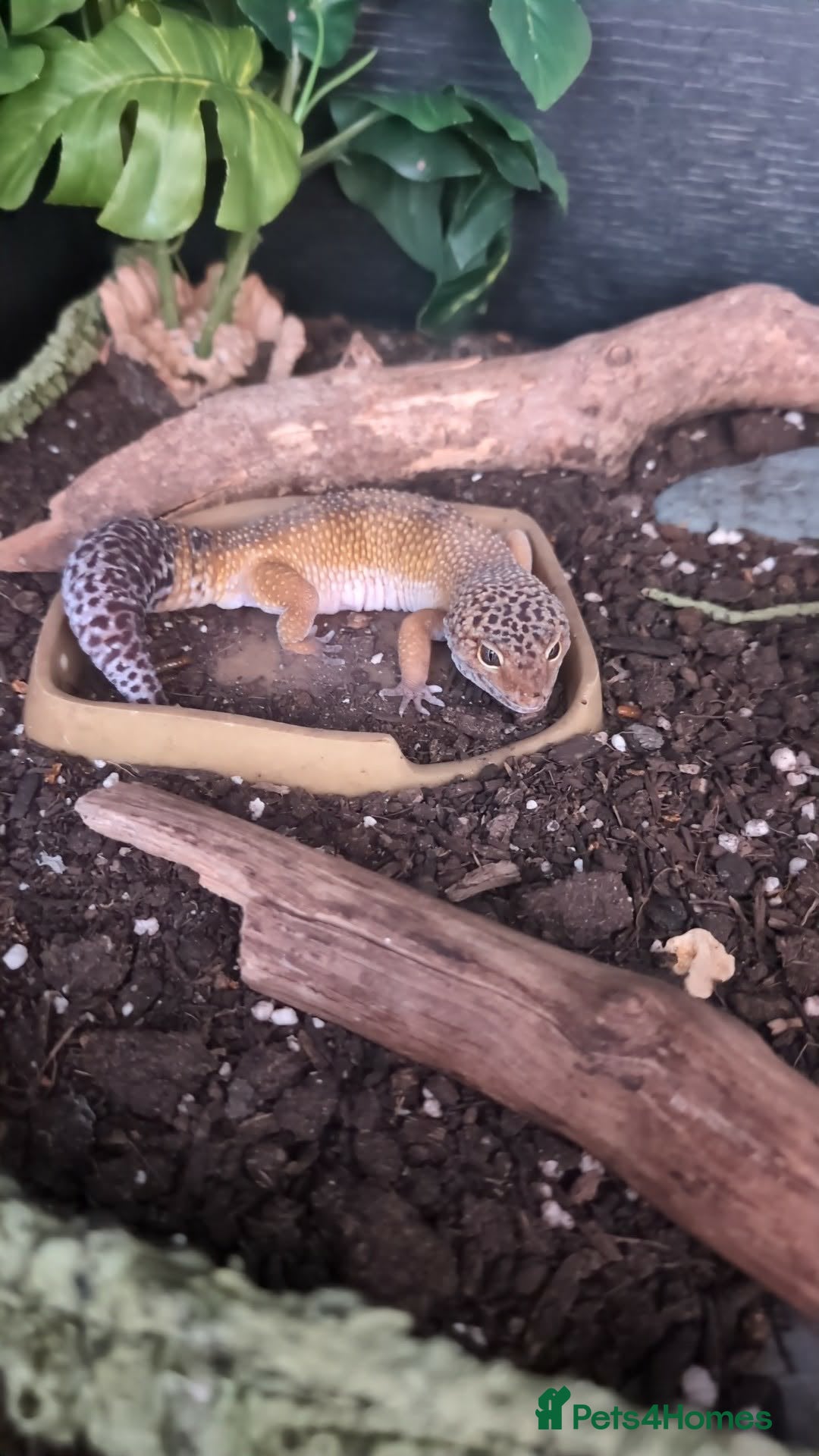 Leopard Gecko reptiles Leopard gecko and full set up - Advert 6