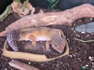 Leopard Gecko reptiles Leopard gecko and full set up - Advert 6