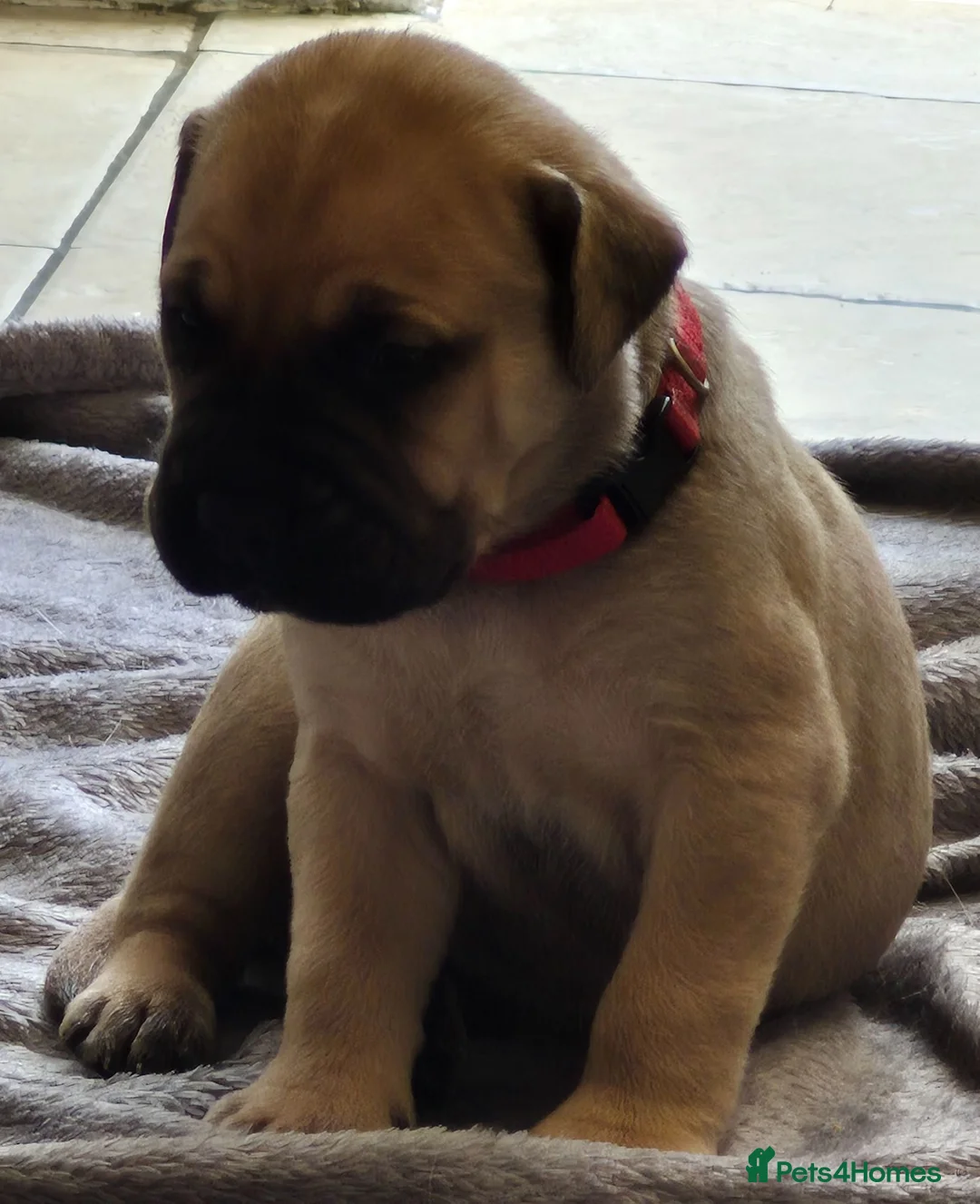 Bullmastiff dogs for sale: Bullmastif mastiff female puppies  in Aberdare - Advert 2