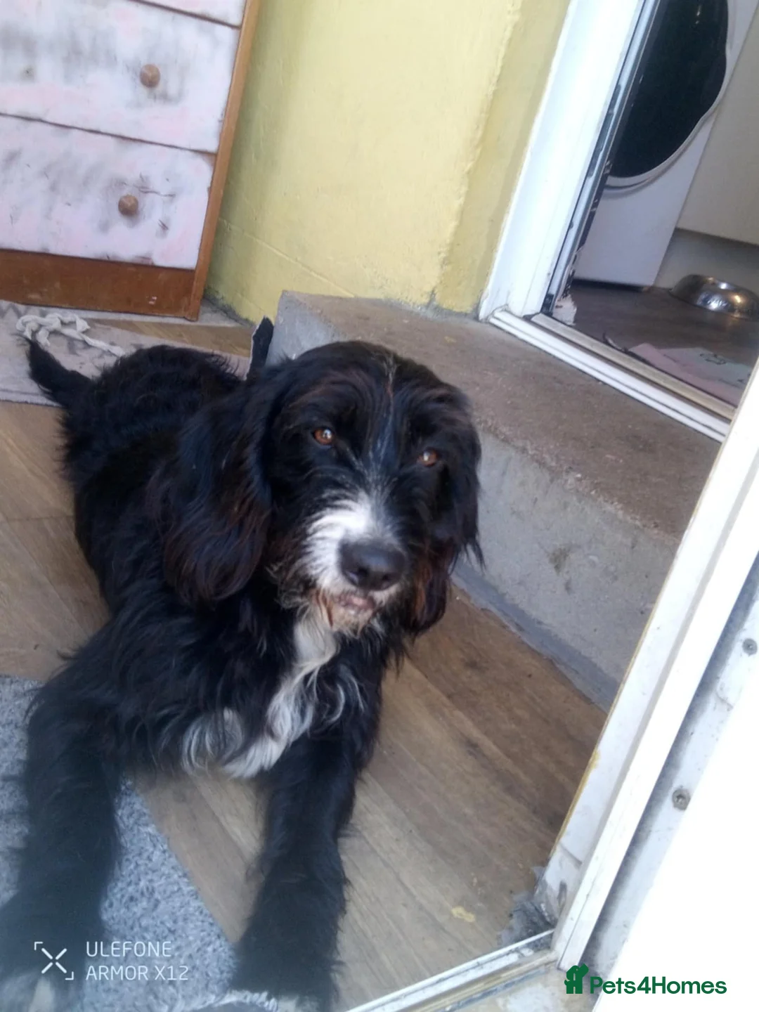 Mixed Breed dogs for sale: Energetic Bertie - Advert 1