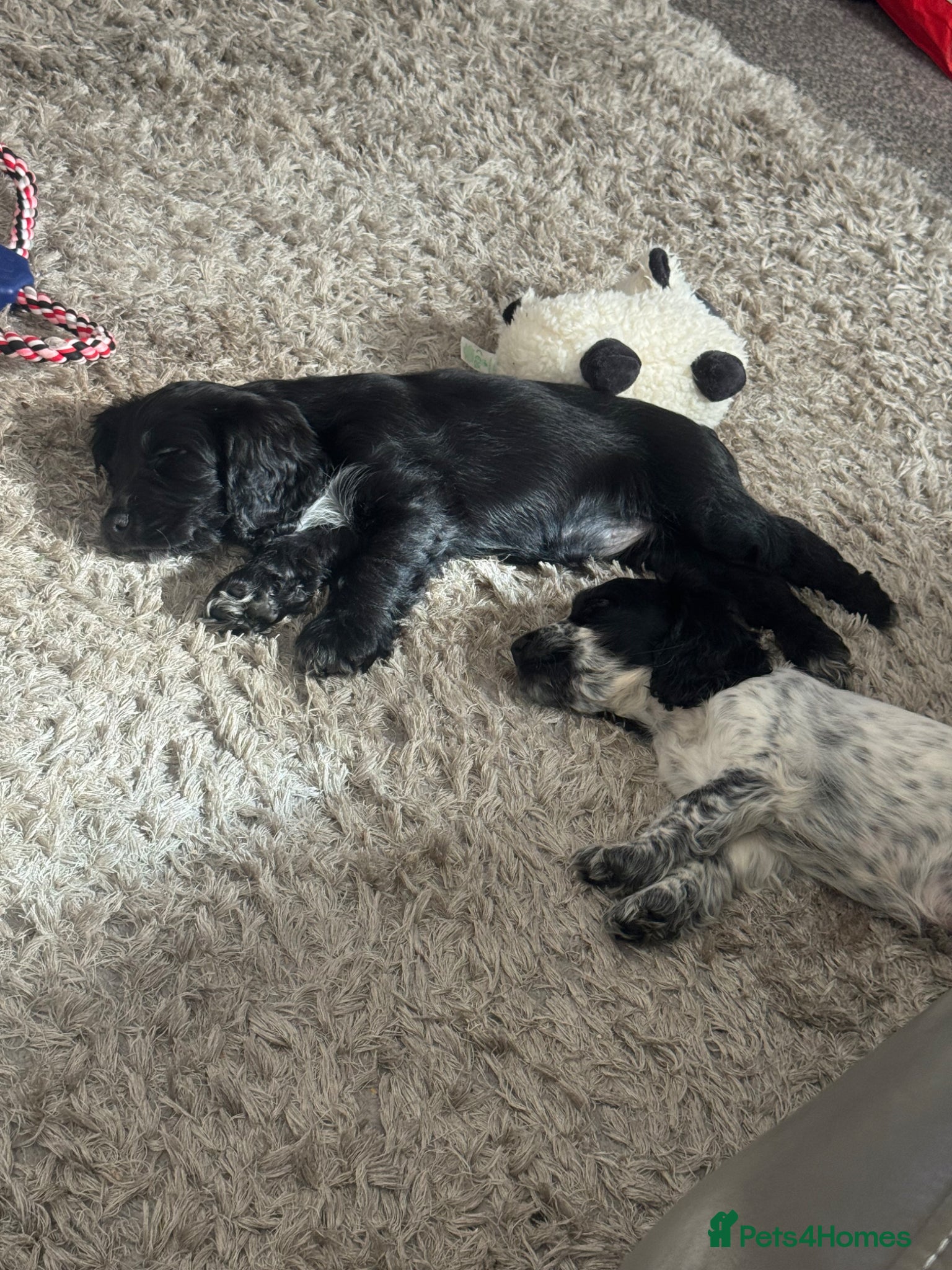Sprocker dogs Beautiful Sprocker for sale - Advert 17