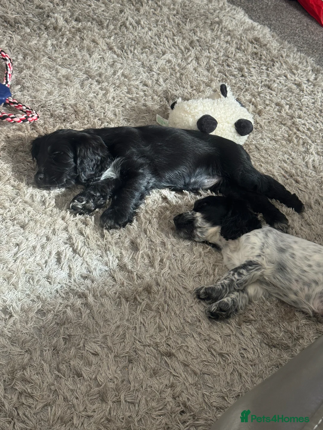 Sprocker dogs for sale: Beautiful Sprocker for sale in Mansfield - Advert 1