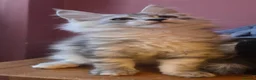 Maine Coon cats for sale: Mainecoon Kittens Tica Reg - Advert 11