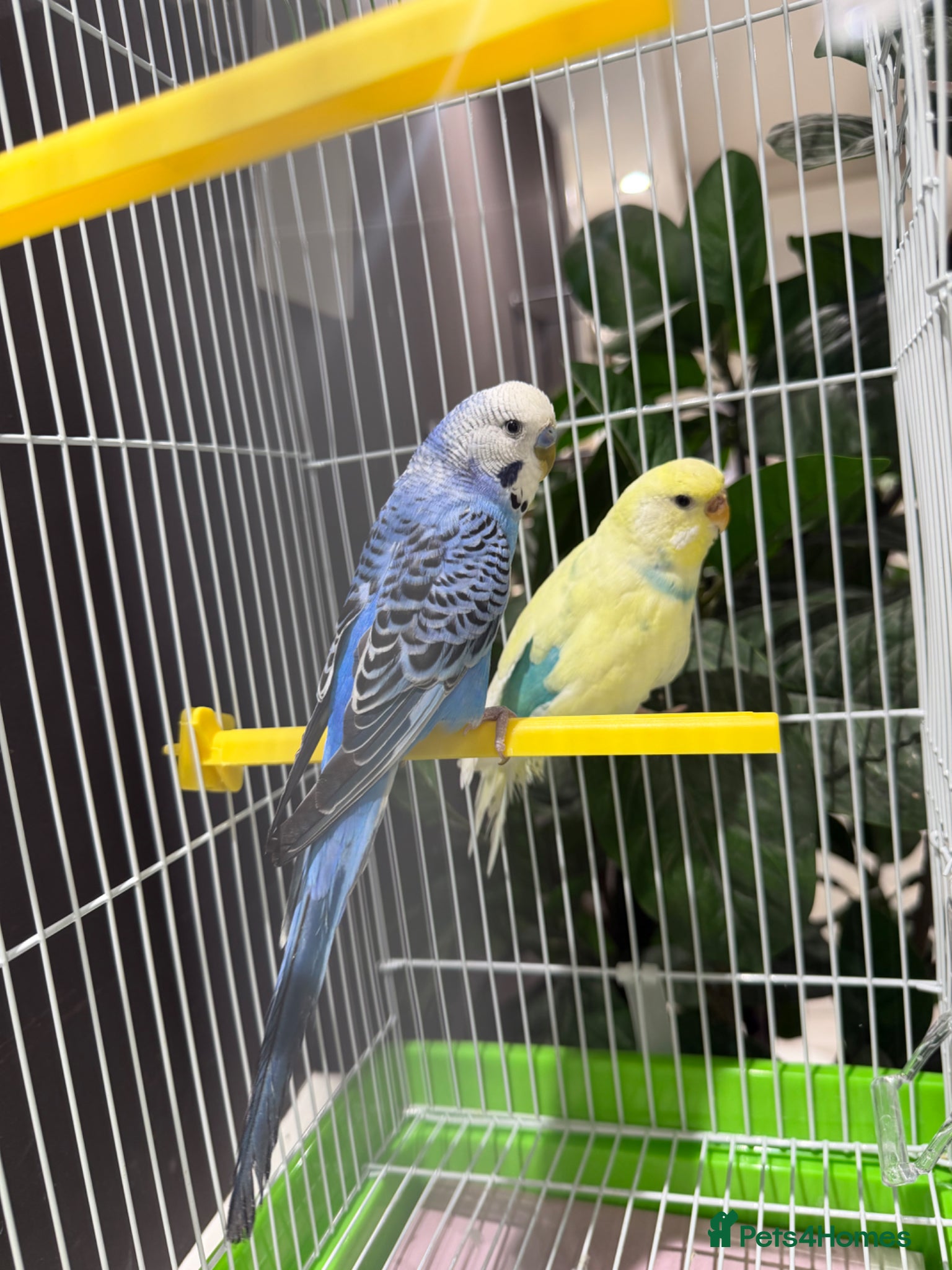 Budgerigars birds Few pair of budgies with cage  - Advert 1