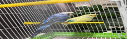 Budgerigars birds for sale: Few pair of budgies with cage  - Advert 1