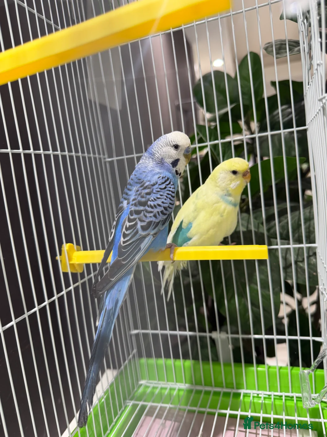Budgerigars birds for sale: Few pair of budgies with cage  - Advert 1
