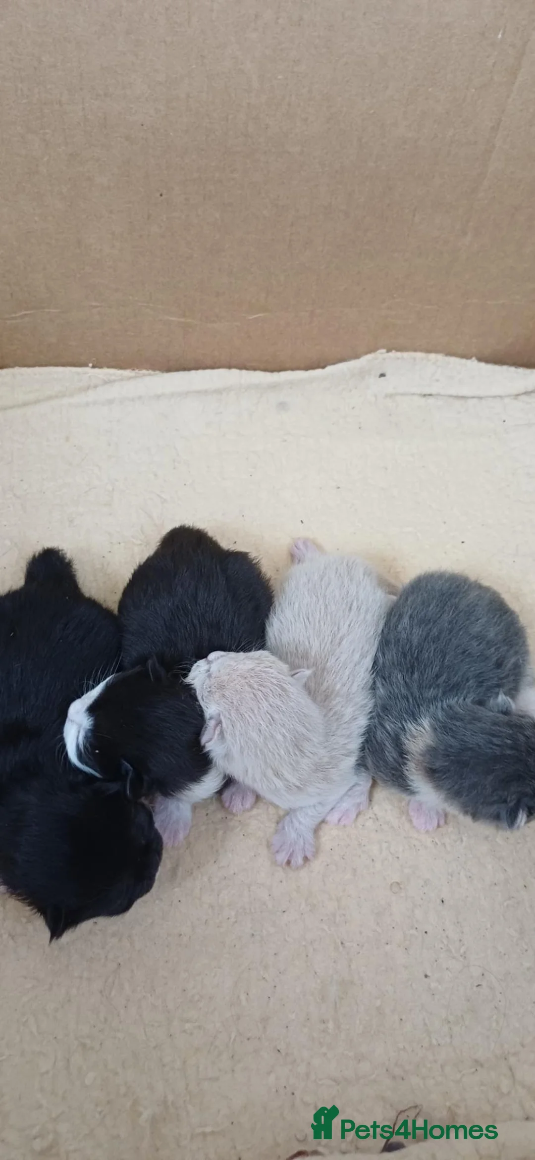 Mixed Breed cats for sale: Mix breed  - Advert 2