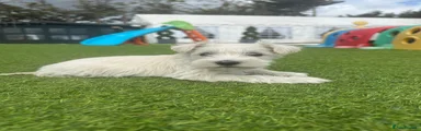 Miniature Schnauzer Puppy 3