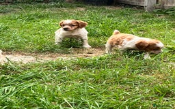 Brittany Spaniel dogs for sale: Brittany puppies for sale  - Image 4