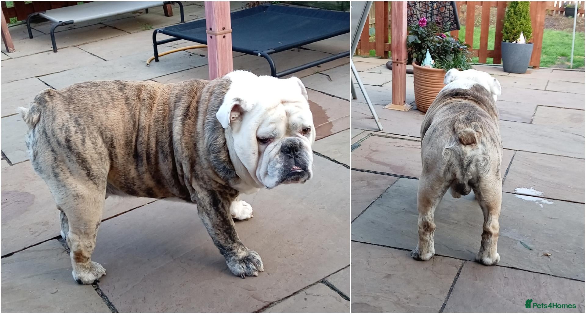 English Bulldog dogs For Stud: Alfie (standard) PROVEN - NOT MERLE  - Advert 9