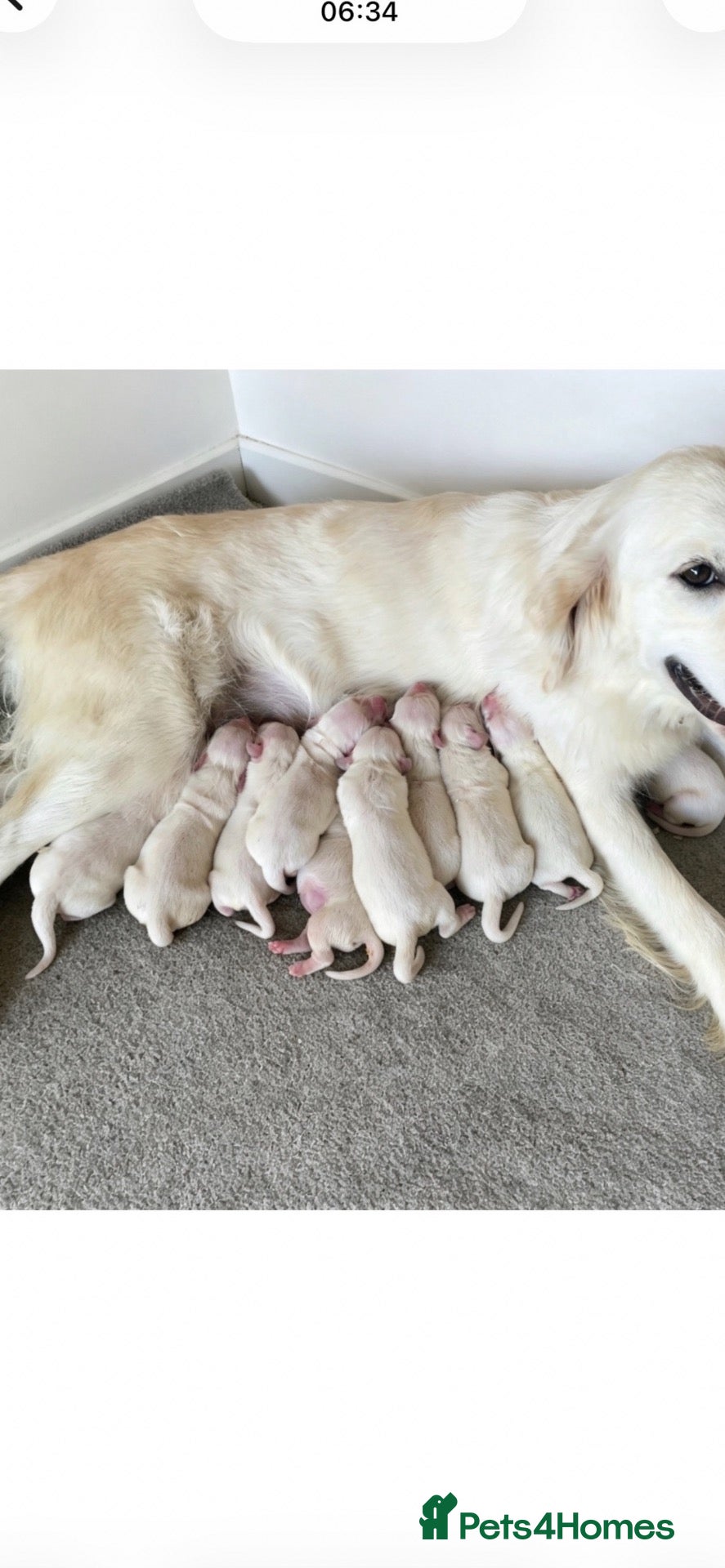 Golden Retriever dogs Kc golden retrievers  - Advert 1
