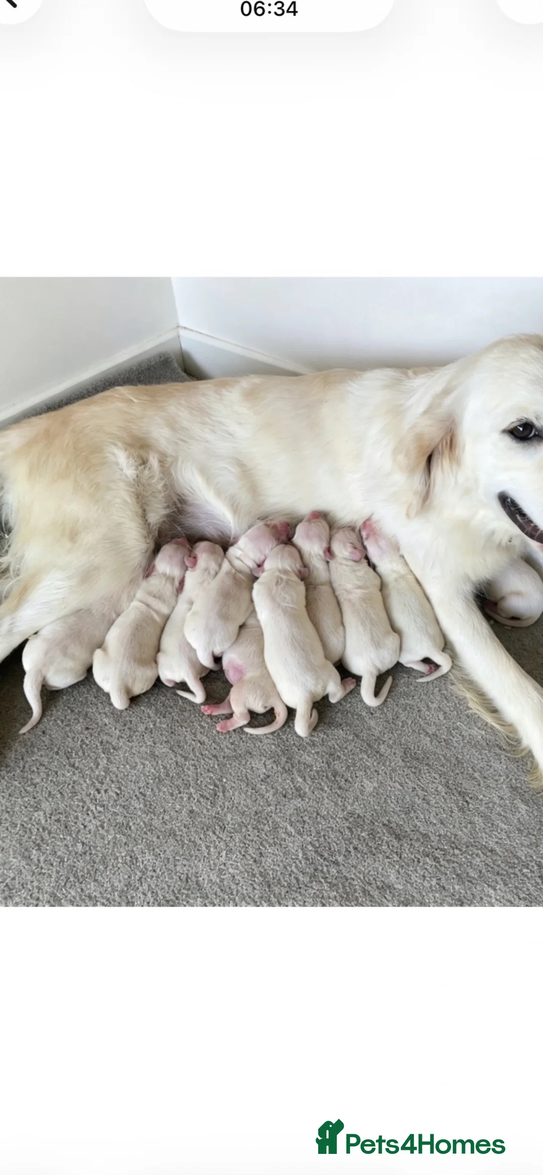 Golden Retriever dogs for sale: Kc golden retrievers  - Advert 1