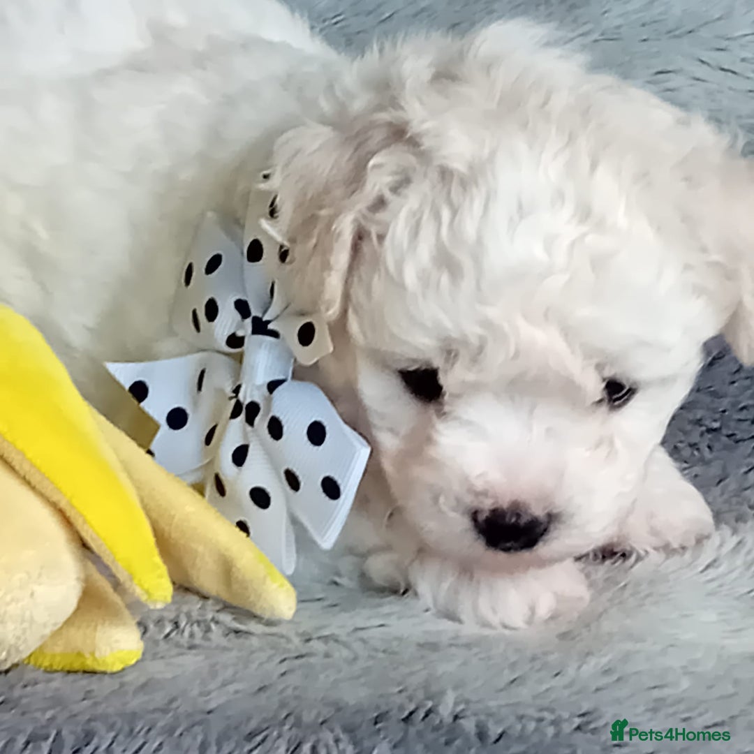 Bichon Frise dogs for sale: Bichon Frise 4 boys ( only 1 boy left ) - Advert 6