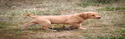 Labrador Retriever dogs for sale: Elite Litter: KC Registered Fox Red Labrador Pups - Advert 7