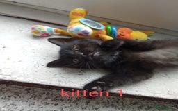 British Shorthair cats for sale: 3 black female kittens for sale - Image 5