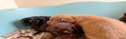 Cockapoo dogs for sale: P,r,a tested clear cockapoo F1 - Advert 5
