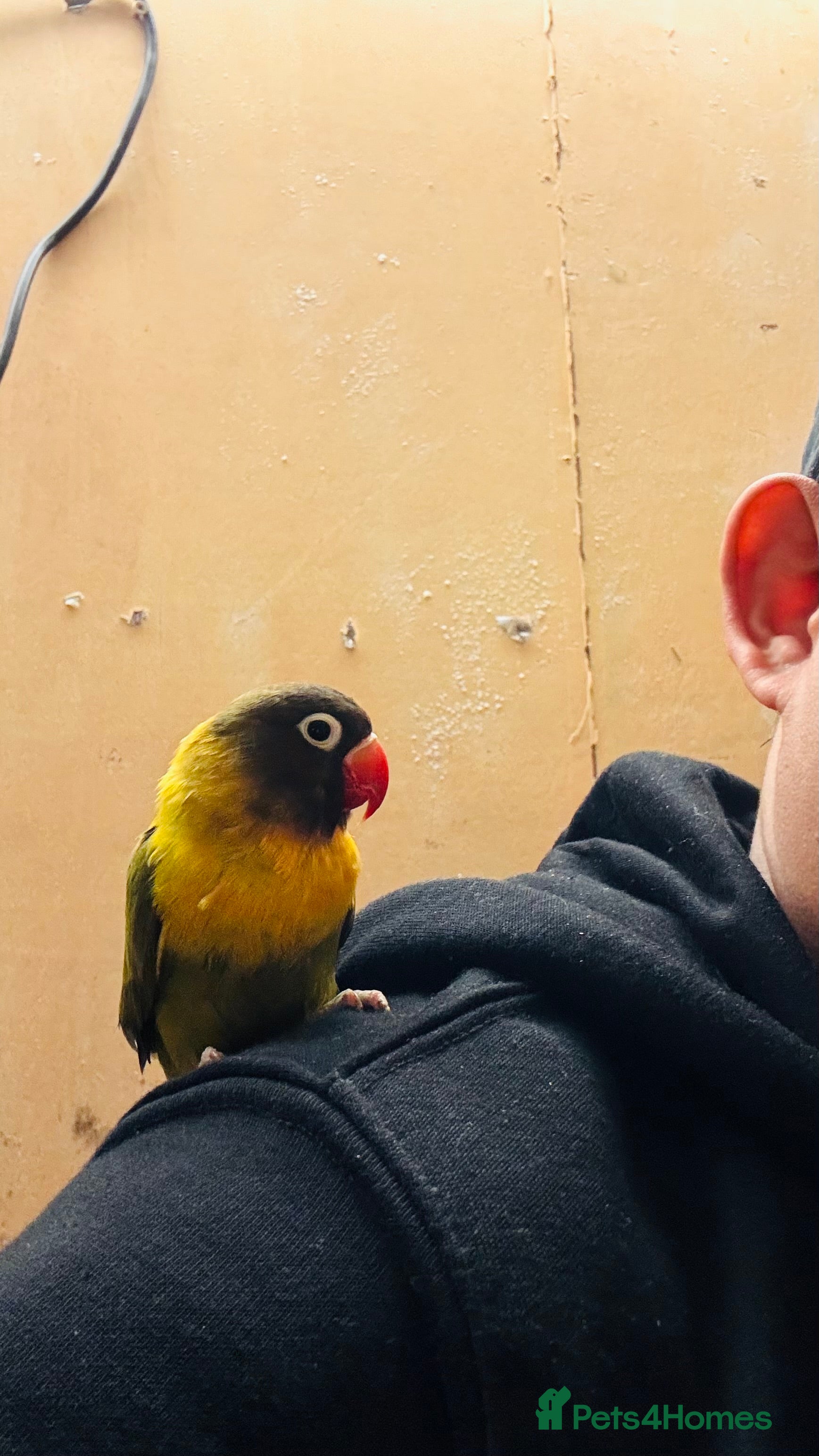 Lovebirds birds Black-cheeked lovebird for sale - Advert 6