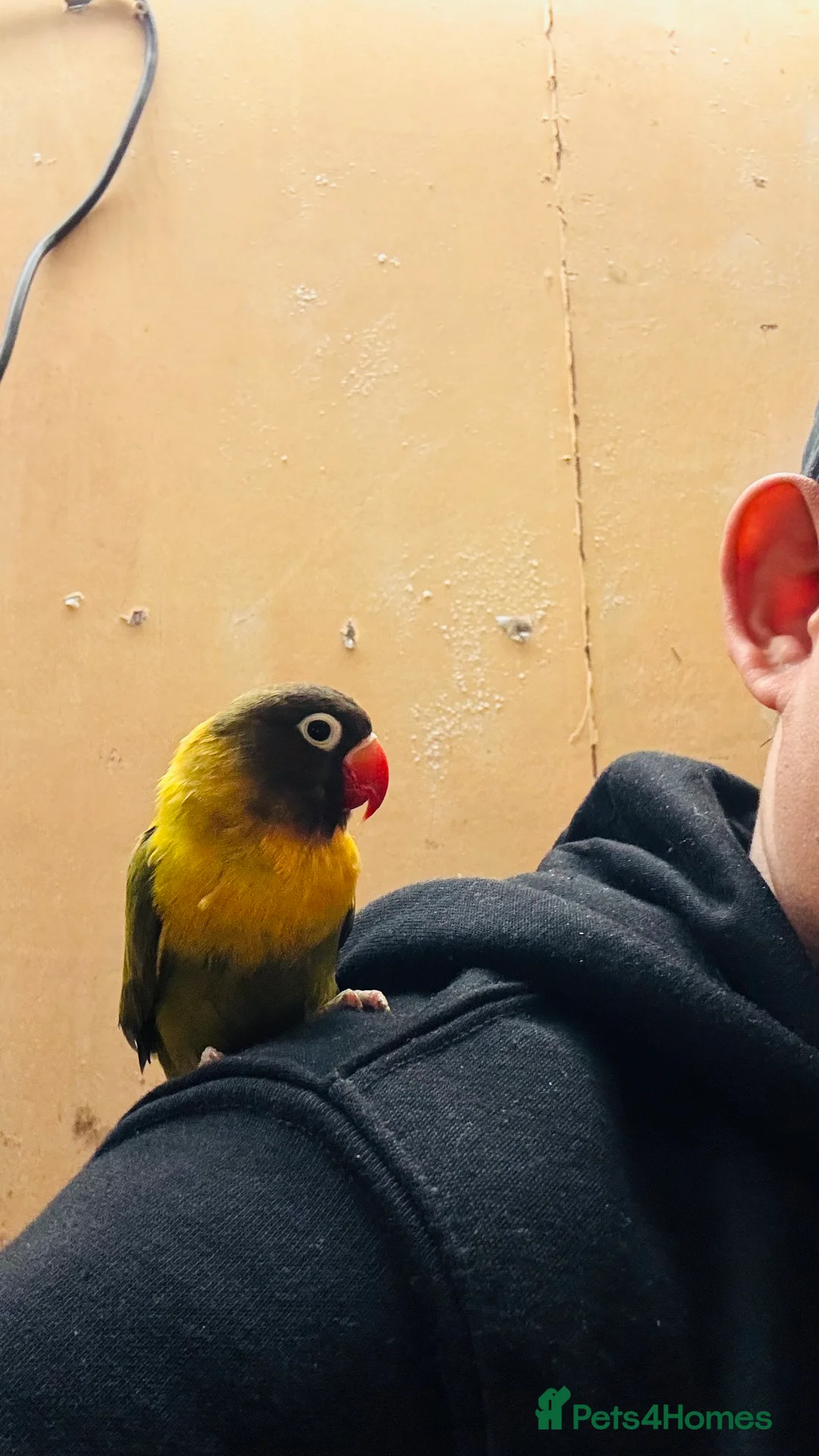 Lovebirds birds for sale: Black-cheeked lovebird for sale - Advert 1