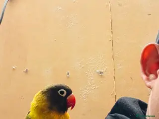 Lovebirds birds Black-cheeked lovebird for sale - Advert 6