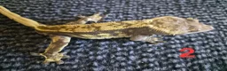 Gecko reptiles for sale: Male crested geckos for sale - Advert 5