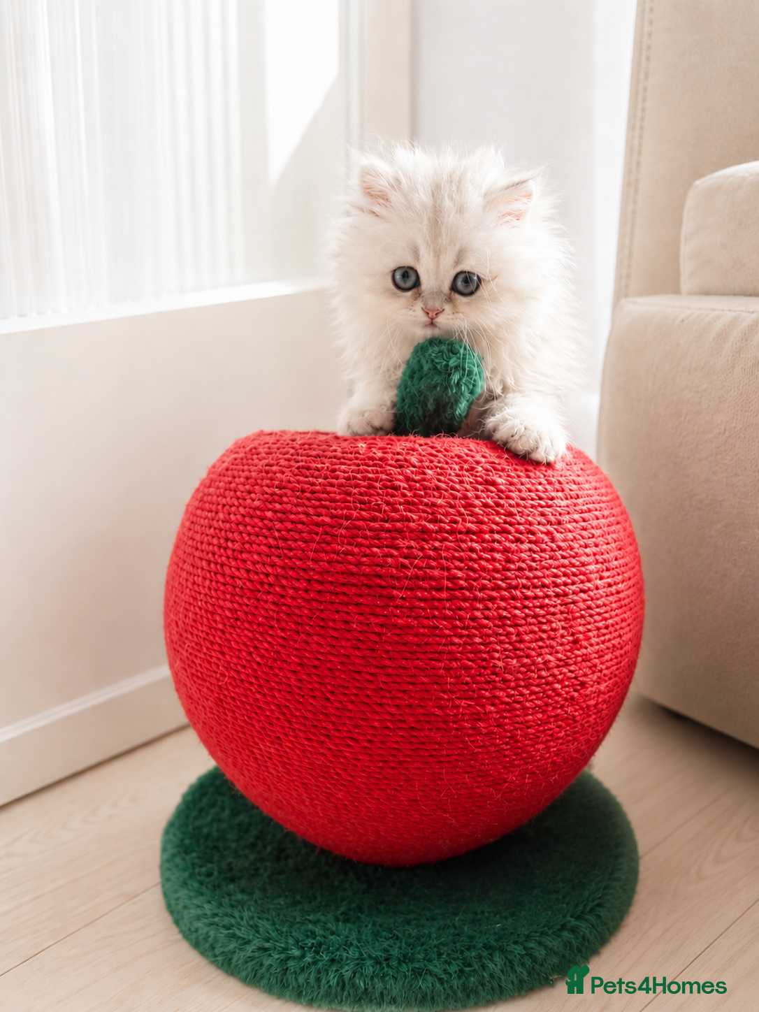 Persian cats for sale: GCCF registered silver persian( chinchilla) - Advert 2