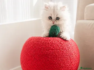 Persian cats for sale: GCCF registered silver persian( chinchilla) - Advert 2
