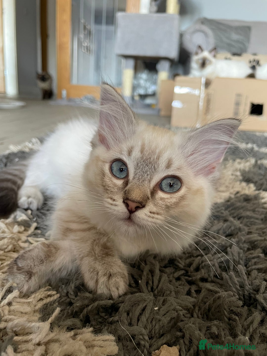 Ragdoll cats for sale: Ragdoll Kittens one girl one boy READY NOW  - Image 8