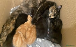 Domestic Shorthair cats for sale: 6 kittens ready for sale, 2 months old - Image 21