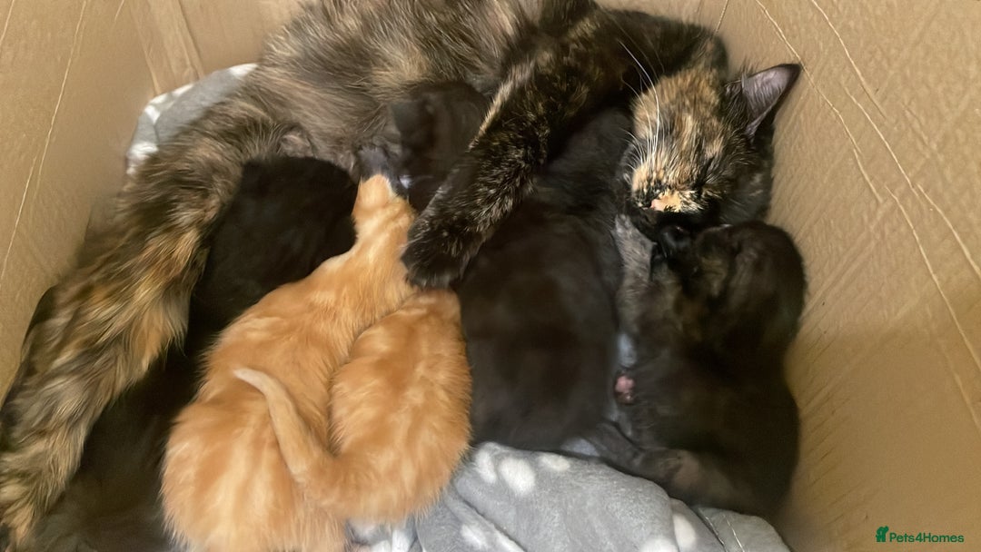 Domestic Shorthair cats for sale: 6 kittens ready for sale, 2 months old - Image 21