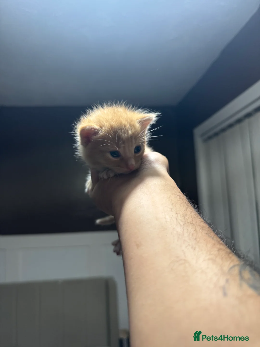 Domestic Shorthair cats for sale: 7 kittens  - Advert 2