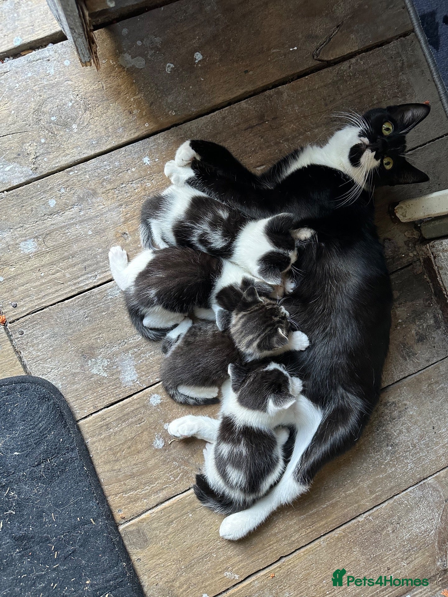 Mixed Breed cats Kittens - Advert 2